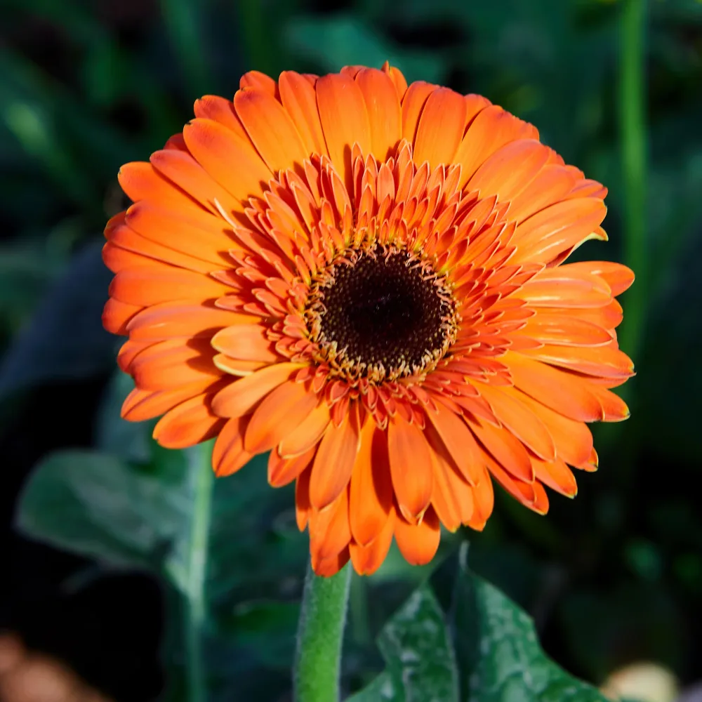 Gerbera orange Gerbera jamesonii