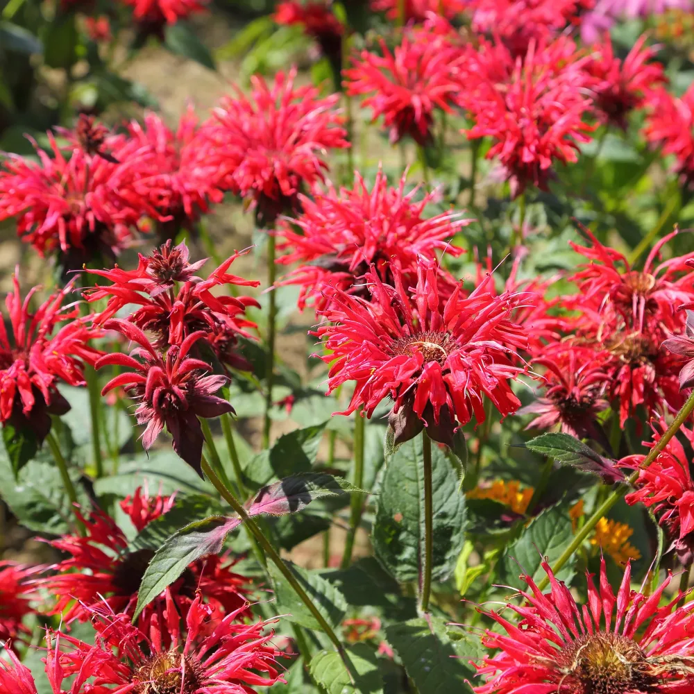 Monarde écarlate Monarda didyma