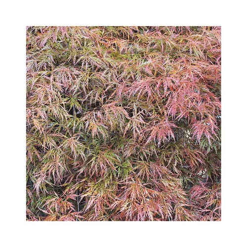 Érable du Japon acert palmatum dissectum rubrifolium coloris vert. Le pot de 15 litres
