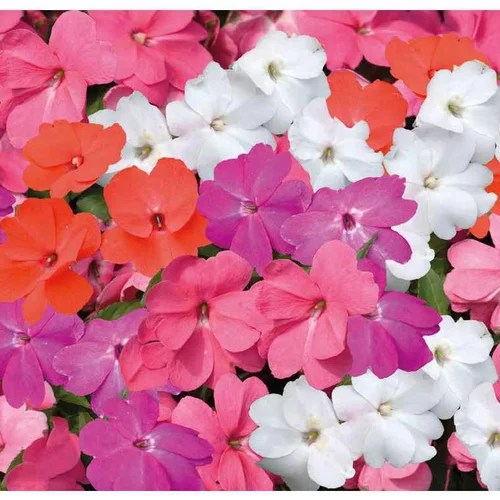 Impatiens de Nouvelle Guinée - Le pot de 12 x 12 cm