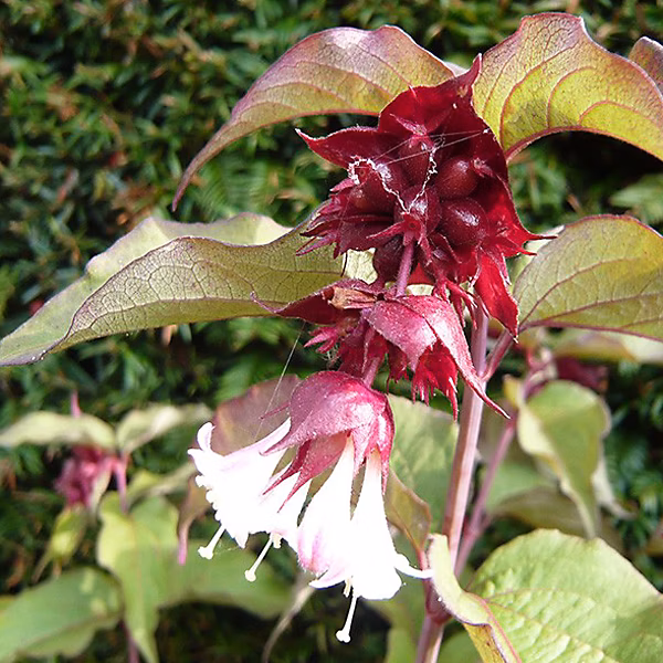 2 x Arbre aux faisans 'Purple Rain' – Leycesteria formosa 'Purple Rain', 40-50 cm pot