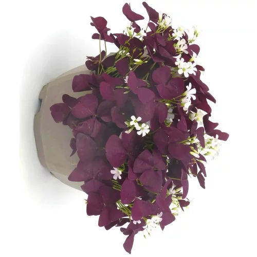 Oxalis trèfle à 4 feuilles - La coupe de 25 cm
