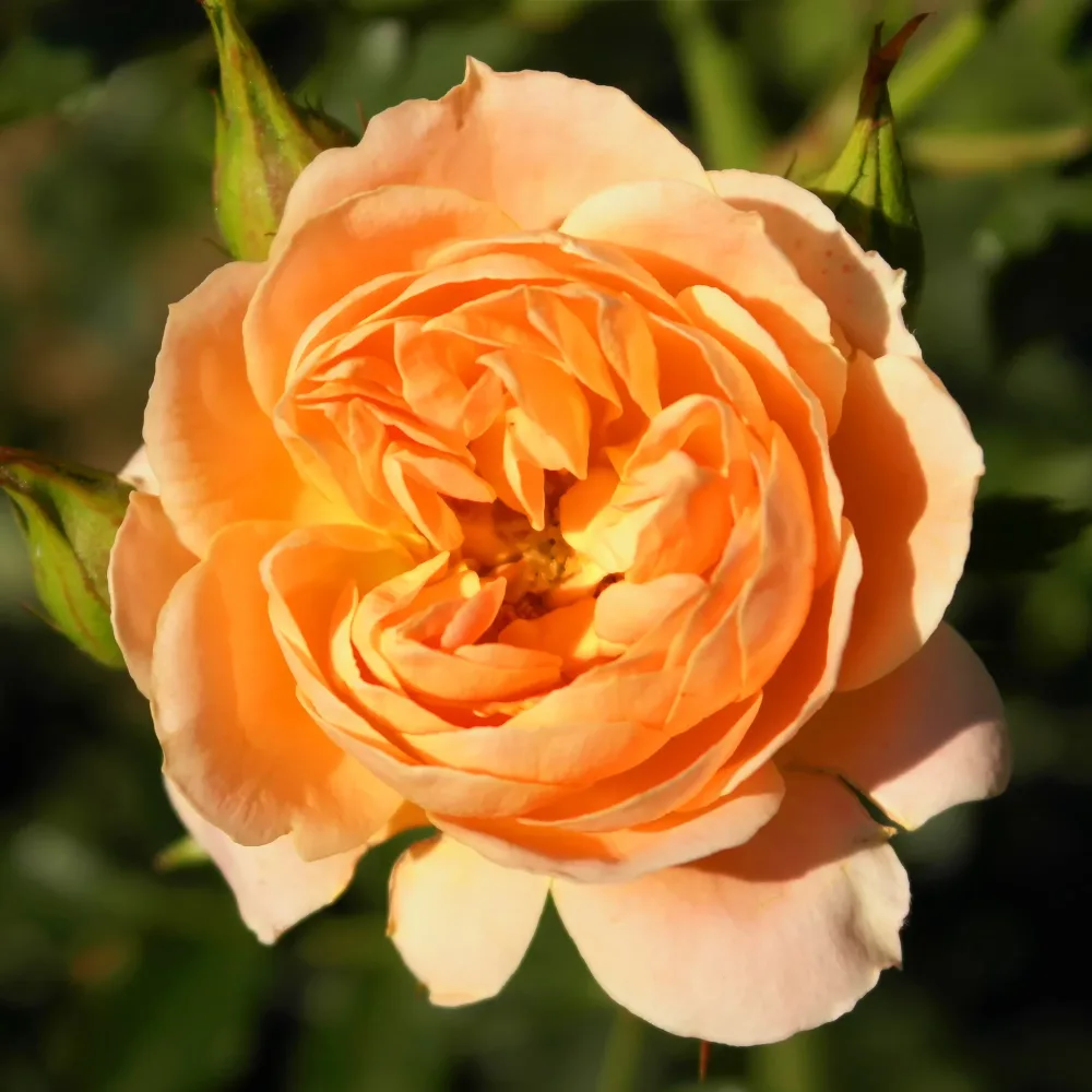 Rosier Sweet Dream ® Rosa sweet dream ®