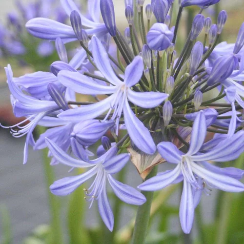 Agapanthe d'Afrique (tubéreuse) à fleurs bleues - Le pot de 2,5 litres