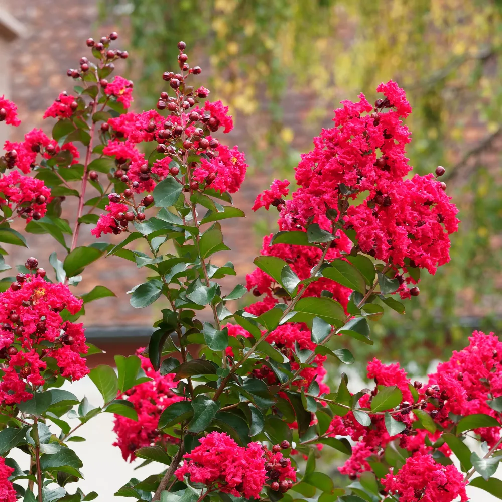 Lilas des Indes Red Rocket Lagerstroemia indica Red Rocket