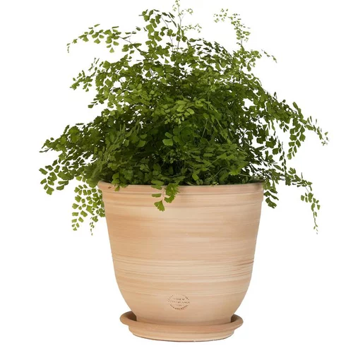 Pot Campanas lisse en terre cuite - D40xH35