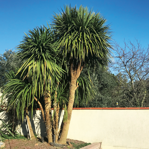 CORDYLINE AUSTRALIS - POT 18L - HAUTEUR 1M/1M50