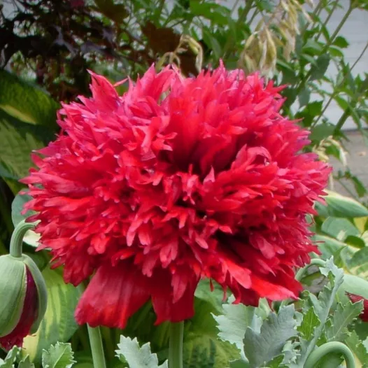 Bio zaden van Papaver dubbele rood