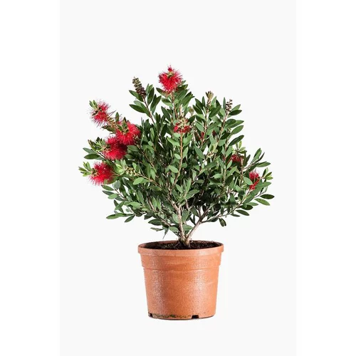 Rince bouteille (Callistemon Laevis). Le pot de 3 litres