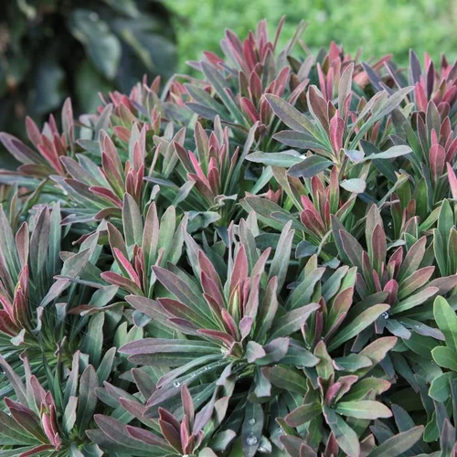 Euphorbia Ruby Glow en pot de 4 L