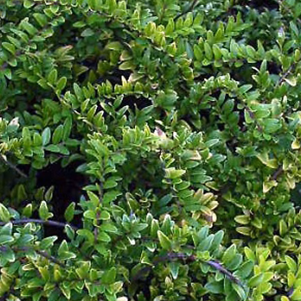 2 x Chèvrefeuille à feuilles de buis 'Maigruen' – Lonicera nitida 'Maigruen' | 15 | 20 cm pot