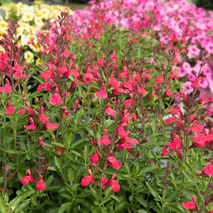 Sauge Lipstick Salvia greggii Lipstick