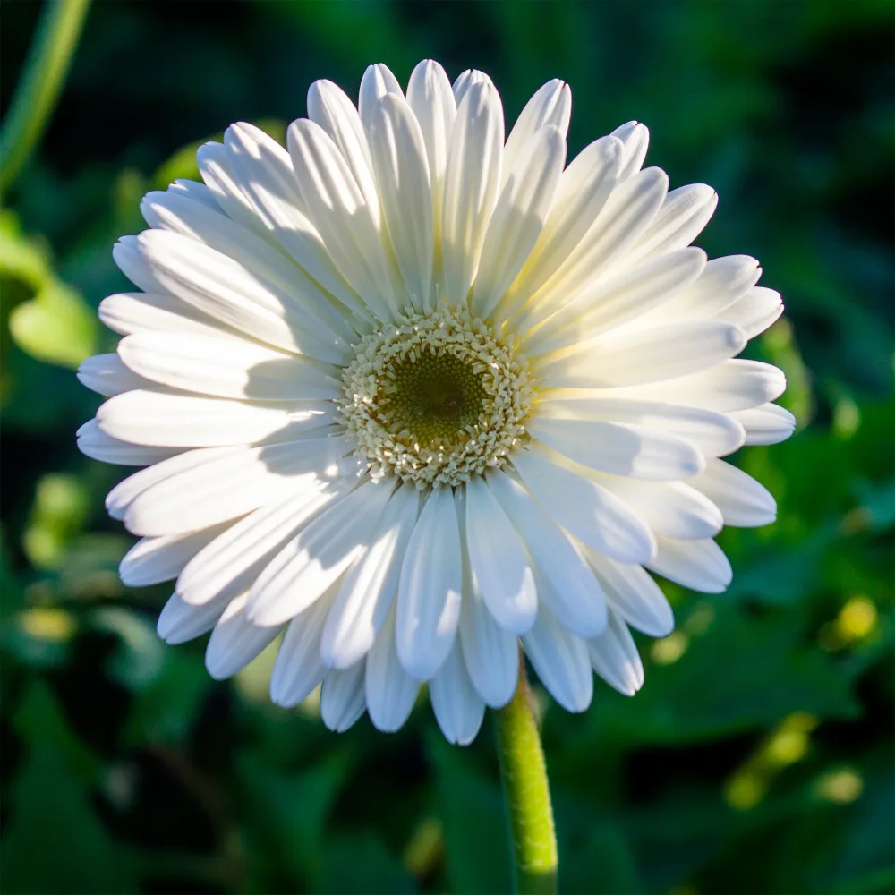 Gerbera blanche Gerbera jamesonii