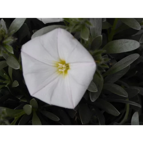 Convolvulus Cneorum en pot