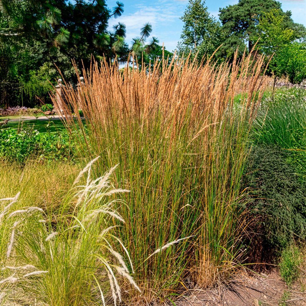 Calamagrostide érigée Karl Foester Calamagrostis x acutiflora Karl Foerster
