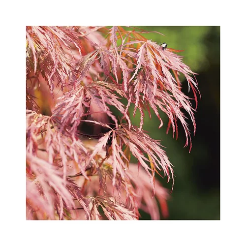 Erable du Japon (ACER PALMATUM DISSECTUM ORNATUM ) Le pot de 15 litres