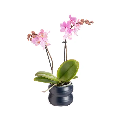 Phalaénopsis 2 branches avec cache-pot en céramique - Ø 7 cm