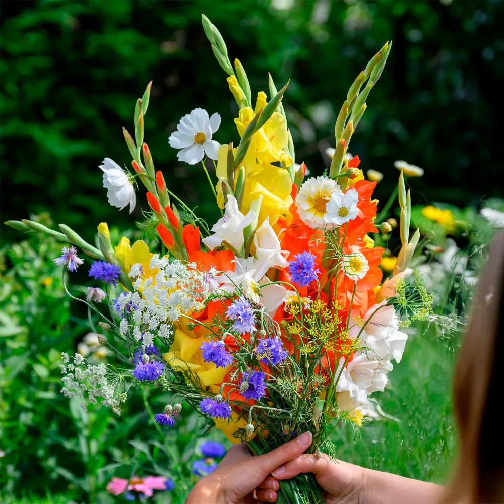 Glaïeul et mélange de graines de fleurs Gladiolus