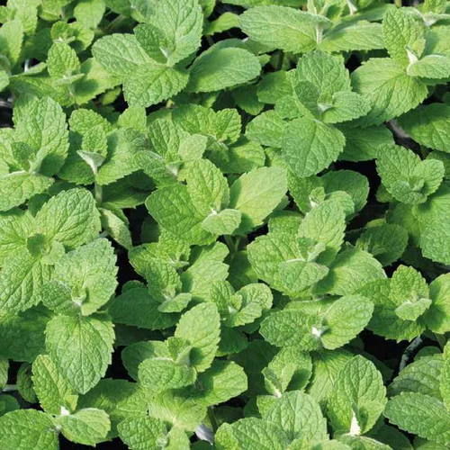 Menthe Pamplemousse Bio. Le pot de 1 litre