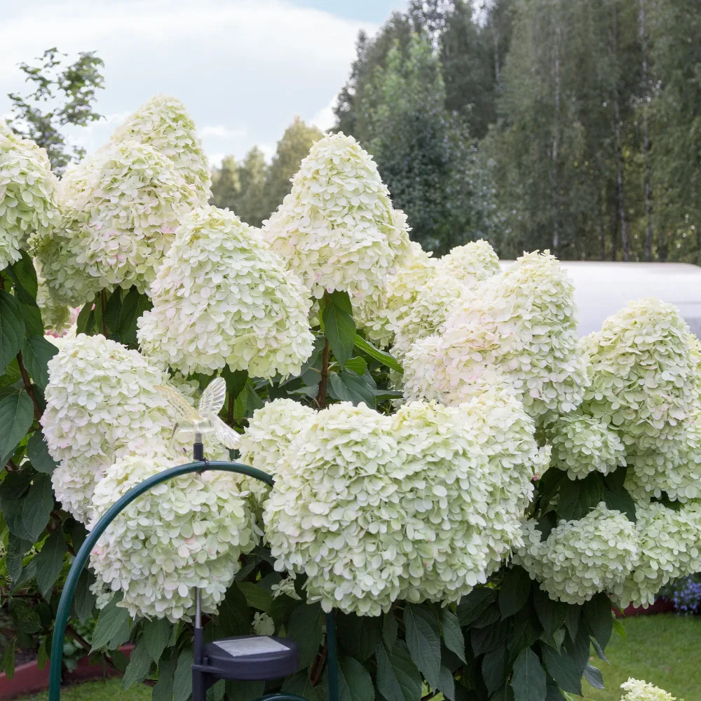 Hortensia paniculé Hercules Hydrangea paniculata 'hercules'