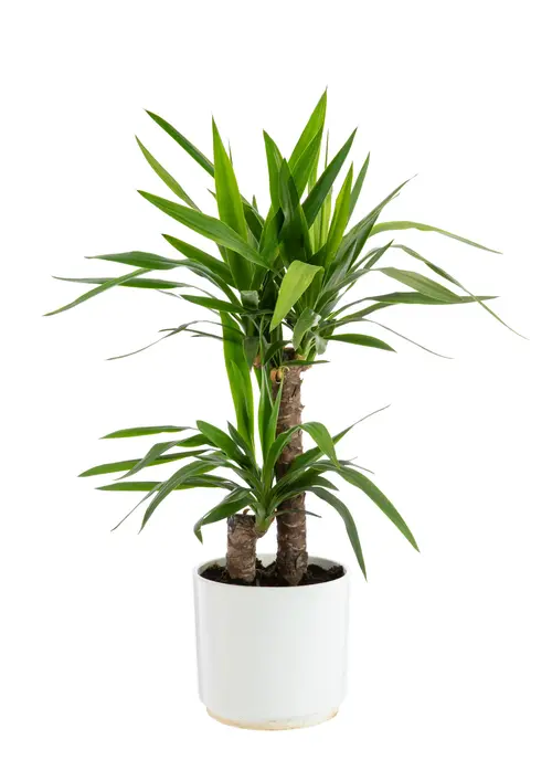 Yucca Elephantipes 2 pieds. Le pot de Ø 21 cm