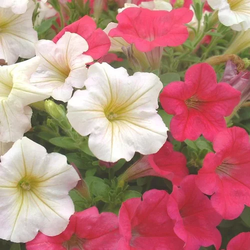 Pétunia - Le pot de de 1 litre