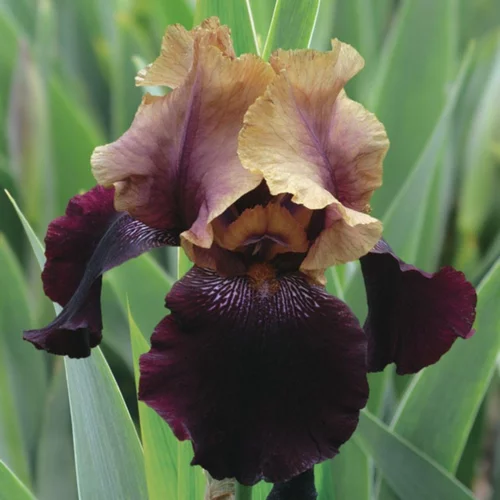 Iris des jardins Soft Jazz - Le pot de 1 litre
