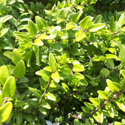 Lonicera Nitida ou Chèvrefeuille boule 40/60 cm en pot de 10 L