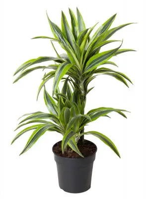 Dracaena Fragrans Lemon Lime 2 pieds. Le pot de Ø 19 x H 70 cm