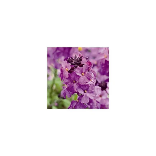 Erysimum Poem Lilac - Le pot de 1 litre