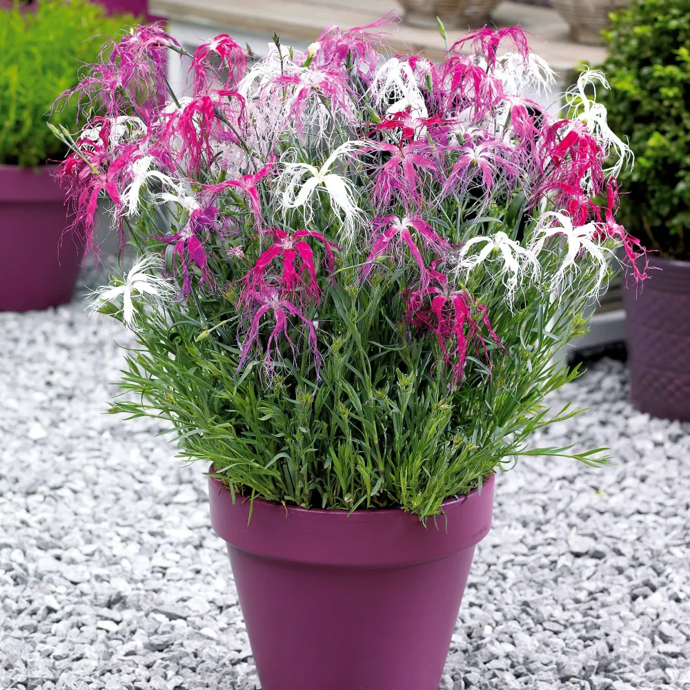 3 Oeillets Dancing Geisha Dianthus x dancing geisha
