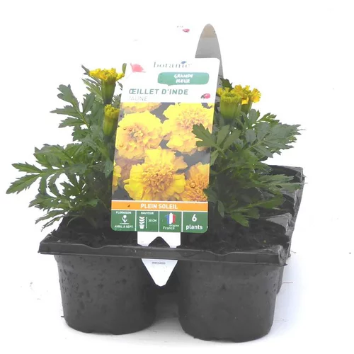 Œillet d'Inde jaune - Le pack de 6 plants