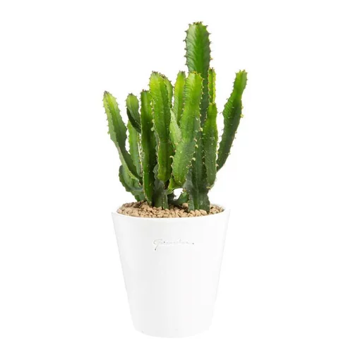 Euphorbia triangularis en pot blanc émaillé H 10 x Ø 15 cm