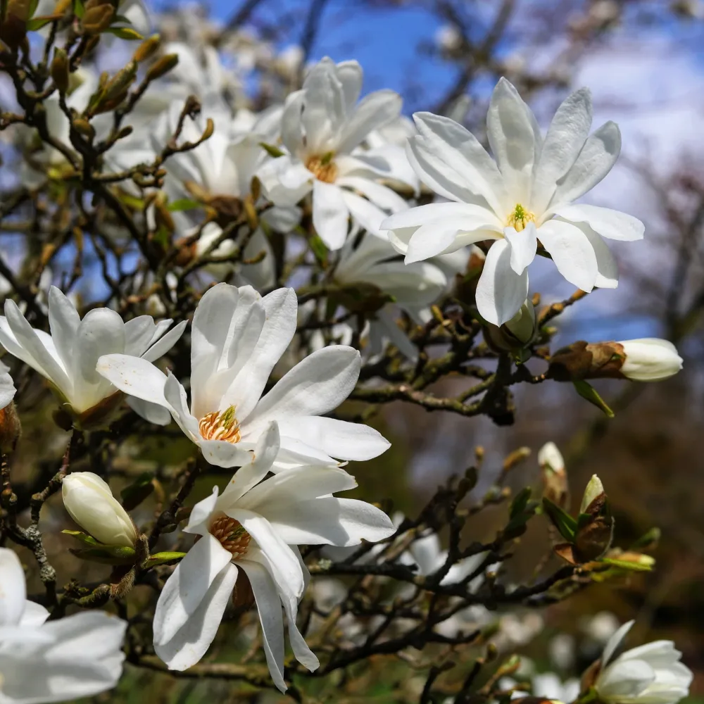 Magnolia stellata Royal Star Magnolia stellata Royal Star