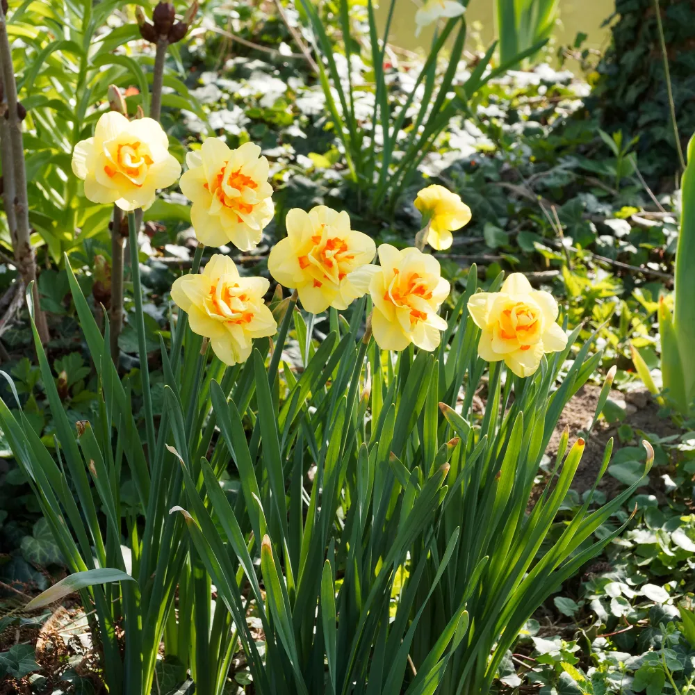 10 Narcisses à fleurs doubles Tahiti Narcissus Tahiti