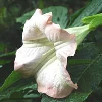 Dature Brugmansia - Le pot de 3 litres