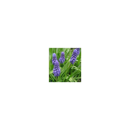 Muscari - Le pot de 10.5 cm
