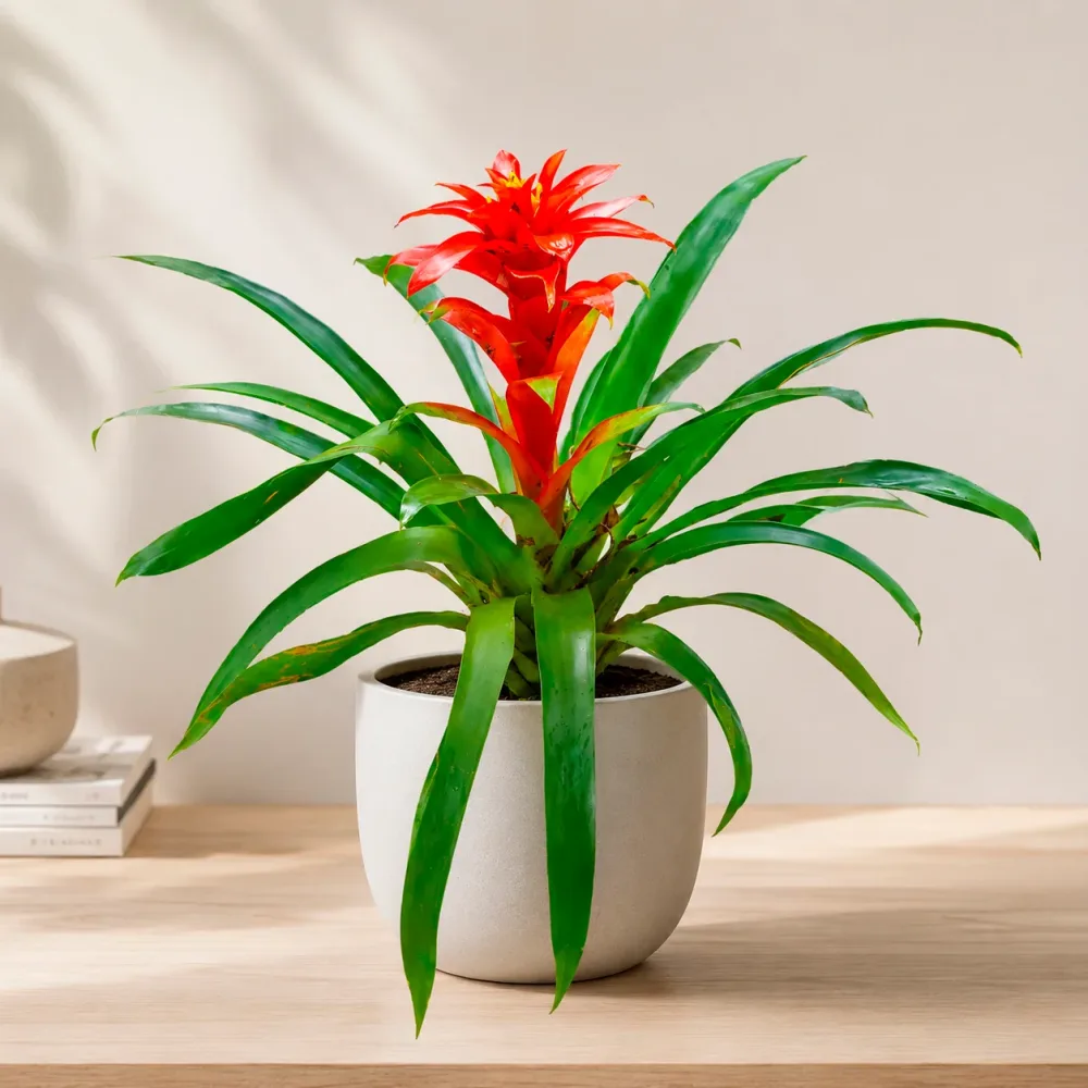 Guzmania Calypso Guzmania Calypso