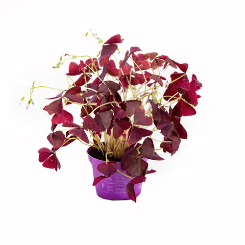 Oxalis (trèfle pourpre) violet. Le pot Ø 12 cm