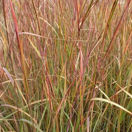 Schizachyrium scoparium Explosion Schizachyrium scoparium explosion