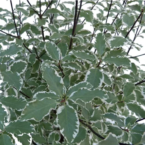 Pittosporum Tenuifolium Variegatum en pot de 3 L