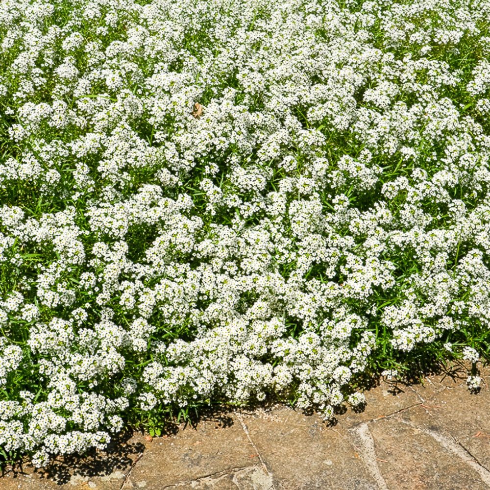 Alysse odorant Lobularia maritima