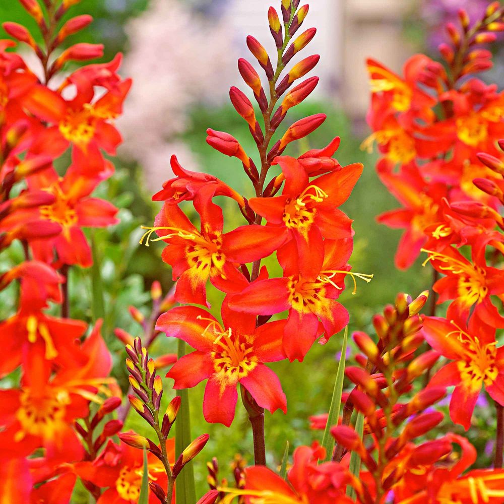 10 Crocosmia Prince of Orange Crocosmia 'prince of orange'