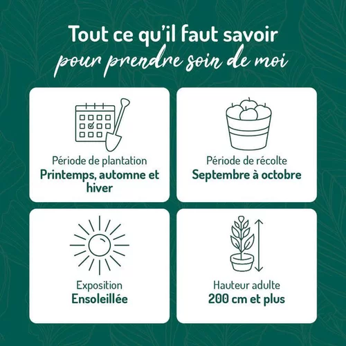 Vigne Danlas. Le pot de 2 litres
