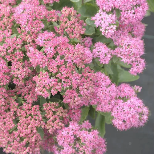 Sédum carl rose en pot de 2 L