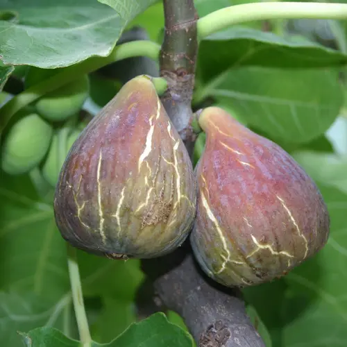 Figuier Madeleine Des 2 Saisons. Le pot de 5,5 litres