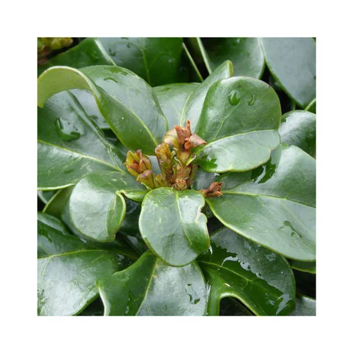 Troène Ligustrum japonicum Rotundifolium en pot de 2 L