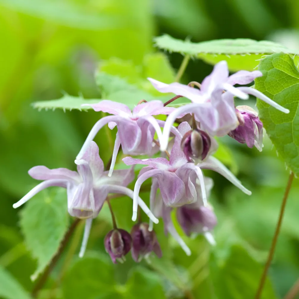 Epimedium à grandes fleurs Epimedium grandiflorum