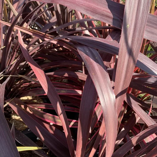 Cordyline Australis Purple Tower marron. Le pot de 2 litres