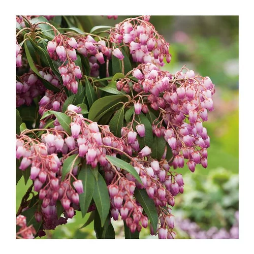 Andromède Japonica Katsura - pot 3 L